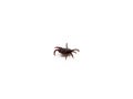 Infectious Dermacentor Dog Tick Arachnoid Parasite Insect Macro isolated on white background. Royalty Free Stock Photo