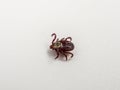 Infectious Dermacentor Dog Tick Arachnoid Parasite Insect Macro isolated on white background. Royalty Free Stock Photo