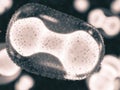 Virus close-up: Monkeypox
