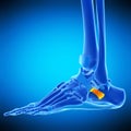 The inferior peroneal retinaculum Royalty Free Stock Photo