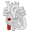 Inferior vena cava - Heart - Human body - Education
