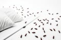 Infestation Of Bloodsucking Bed Bugs Unveiled On White Sheet