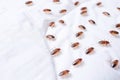 Infestation Of Bloodsucking Bed Bugs Unveiled On White Sheet