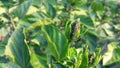 Infestation of a hibiscus flower bud Royalty Free Stock Photo