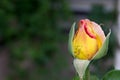 Infested beautiful yellow rose - raw format Royalty Free Stock Photo