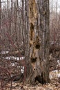 Dead tree with tree hollows Royalty Free Stock Photo