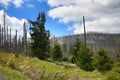 Infested trees, the forested, hilly landscape near Lake Laka, ÃÂ umava, Czech Republic