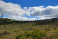 Infested trees, the forested, hilly landscape near Lake Laka, ÃÂ umava, Czech Republic