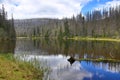 Infested trees, hilly landscape, Lake Laka, ÃÂ umava, Czech Republic