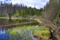 Infested trees, hilly landscape, Lake Laka, ÃÂ umava, Czech Republic