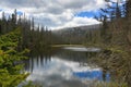 Infested trees, hilly landscape, Lake Laka, ÃÂ umava, Czech Republic