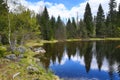 Infested trees, hilly landscape, Lake Laka, ÃÂ umava, Czech Republic