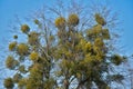 Infested trees with mistletoe. Tree attacked by parasitic plant European mistletoe