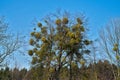 Infested trees with mistletoe. Tree attacked by parasitic plant European mistletoe