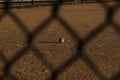 The infield of a baseball diamond in the early morning Royalty Free Stock Photo