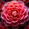 Infinite Beauty: A Macro Shot of a Detailed Camellia Blossom