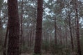 Infinite forest from the south east of France