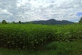 An infinite valley full of plants a triumph of nature between mountains of Appennino in Sasso Marconi Italy Royalty Free Stock Photo