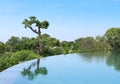 Infiniti pool in a tropical forest Royalty Free Stock Photo