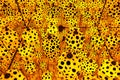 An infinity mirror room full with yellow and black polka dots pumpkins installation art by Japanese artist, Kusama Yayoi Royalty Free Stock Photo