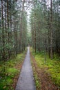 Infinity perspective of walking trail in a pine forest.