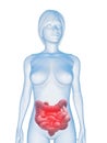 Inflamed intestines