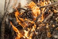Inflaming the fire. Fire. The fire in the forest. Burning branches Royalty Free Stock Photo