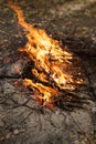 Inflaming the fire. Fire. The fire in the forest. Burning branches Royalty Free Stock Photo