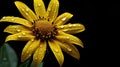 inflammation arnica montana flower Royalty Free Stock Photo