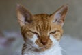 Inflammation of the cat\'s eye. Sad red cat Devon Rex with a closed painful eye from which oozes pus