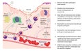 Inflammation and tissue repair