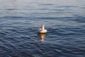 Inflatable circle a small rainbow unicorn floats on the water tied to a string, summer vacation at the sea, lake, river