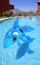 Inflatable dolphin on blue swimming pool Royalty Free Stock Photo