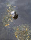 Inflatable silver ball floats in the river among algae and fallen leaves Royalty Free Stock Photo
