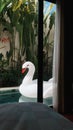 Inflatable white swan float on a pool outside a house Royalty Free Stock Photo