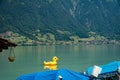 Inflatable yellow rubber ducks on the lake. Royalty Free Stock Photo