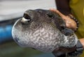 Inflated fugu puffer fish with opened mouth in the hand of man.