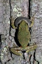 Inflated vocal sac on calling male treefrog Royalty Free Stock Photo