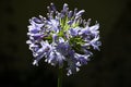 Inflorescence of Agapanthus praecox 13093 Royalty Free Stock Photo