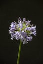 Inflorescence of Agapanthus praecox 13096 Royalty Free Stock Photo