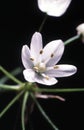 Inflorescence of Allium sativum