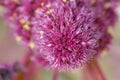 Inflorescence of amaranth plant, full frame. Macro image of crimson amaranth flowers