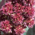 Inflorescence of amaranth plant, full frame. Macro image of crimson amaranth flowers