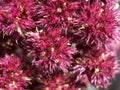 Inflorescence of amaranth plant, full frame. Macro image of crimson amaranth flowers