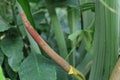 Inflorescence of Anthurium schlechtendalii, a tailflower species Royalty Free Stock Photo