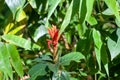 Inflorescence of Aphelandra scabra