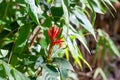 Inflorescence of Aphelandra scabra