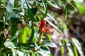 Inflorescence of Aphelandra scabra