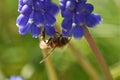 Armenian grape hyacinth (Muscari armeniacum) Royalty Free Stock Photo