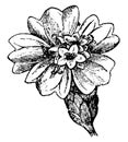 Inflorescence of Asteraceae vintage illustration